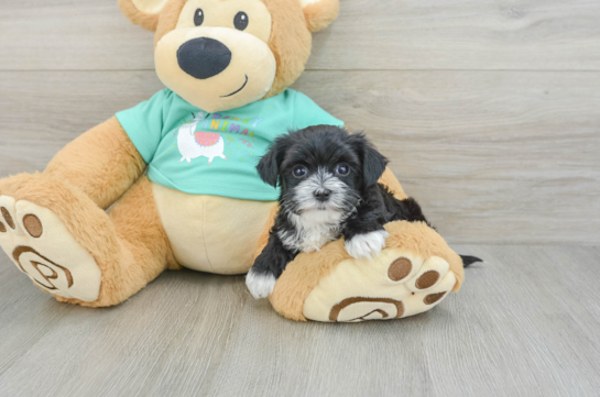 Best Morkie Baby