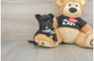 Morkie Puppy for Adoption