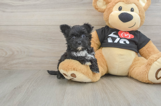 Morkie Puppy for Adoption