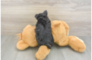 Sweet Morkie Baby