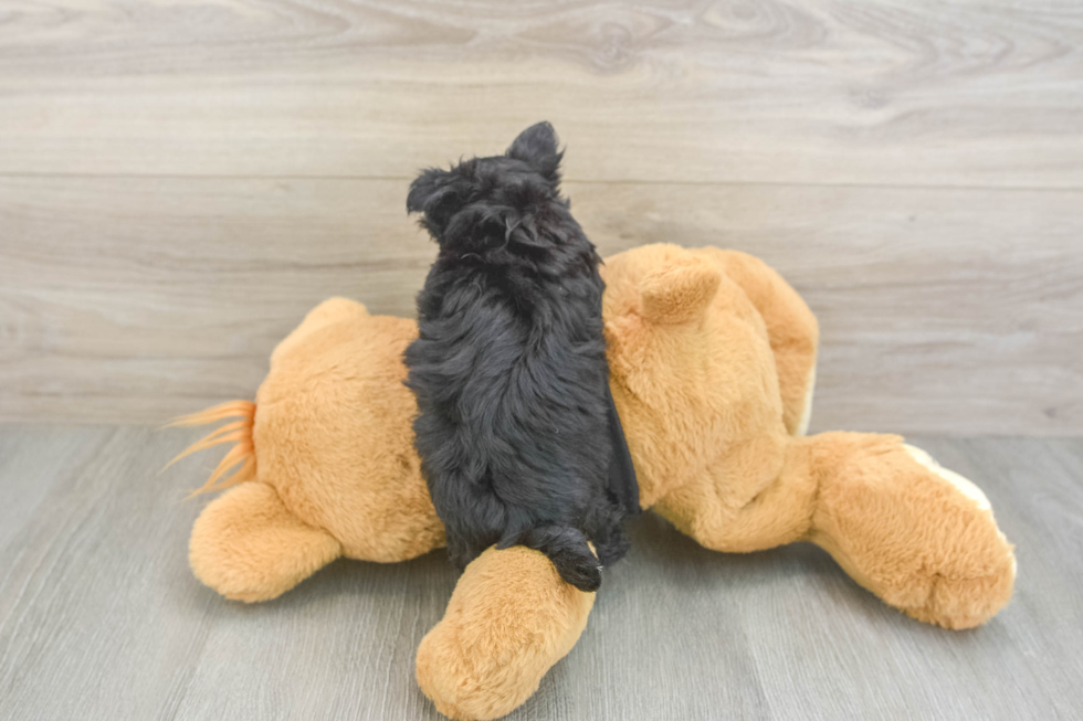 Sweet Morkie Baby