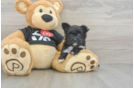 Petite Morkie Designer Pup