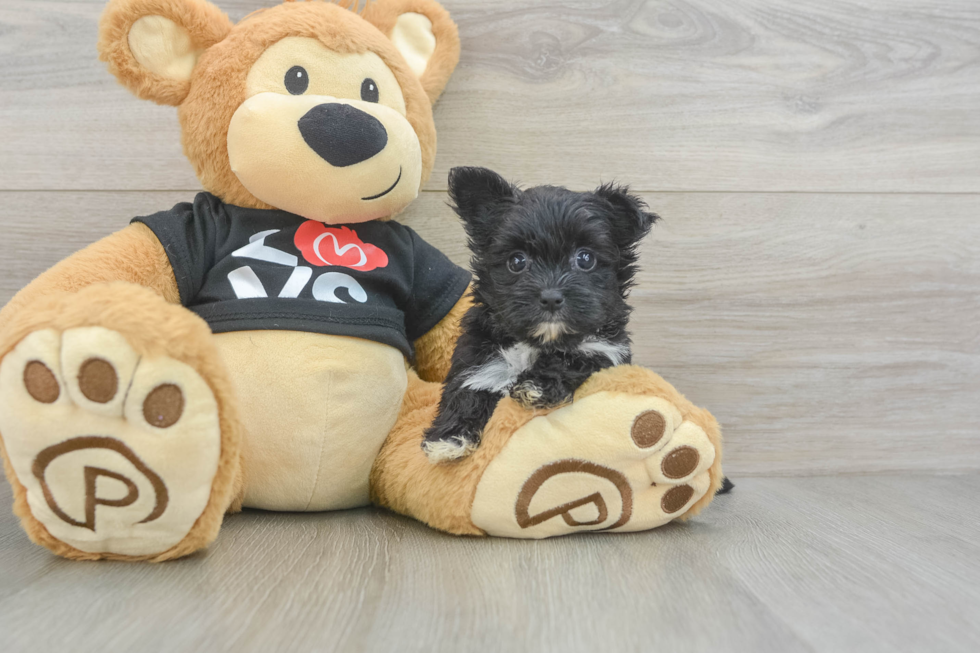 Petite Morkie Designer Pup