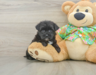 6 week old Morkie Puppy For Sale - Lone Star Pups