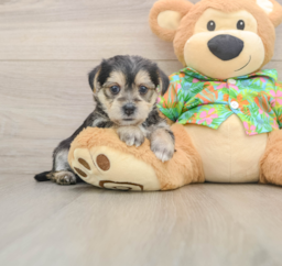 5 week old Morkie Puppy For Sale - Lone Star Pups