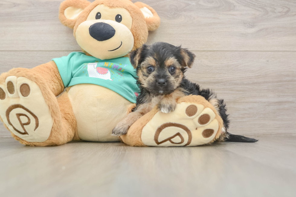 Best Morkie Baby