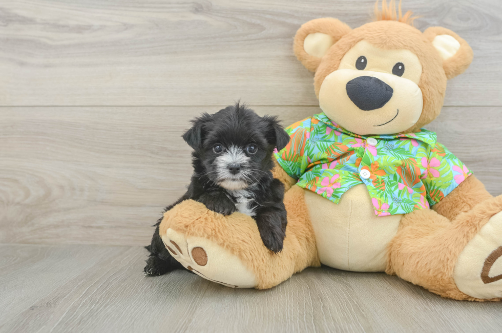 5 week old Morkie Puppy For Sale - Lone Star Pups