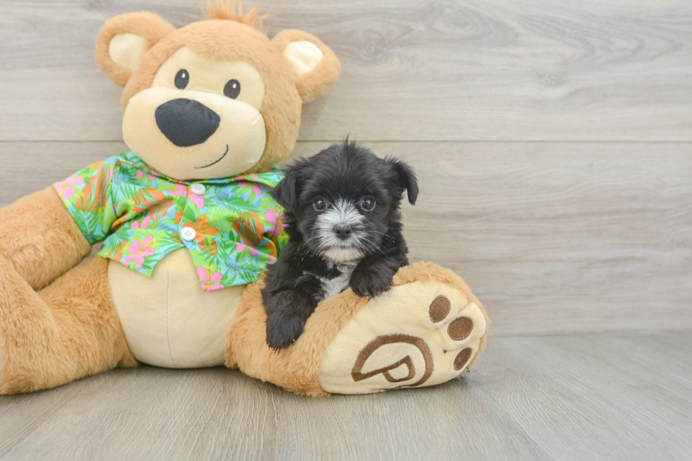 Morkie Puppy for Adoption
