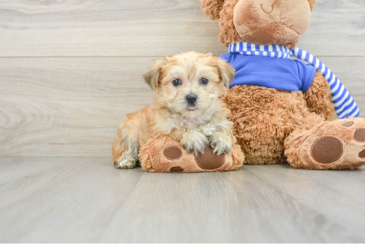 Friendly Morkie Baby