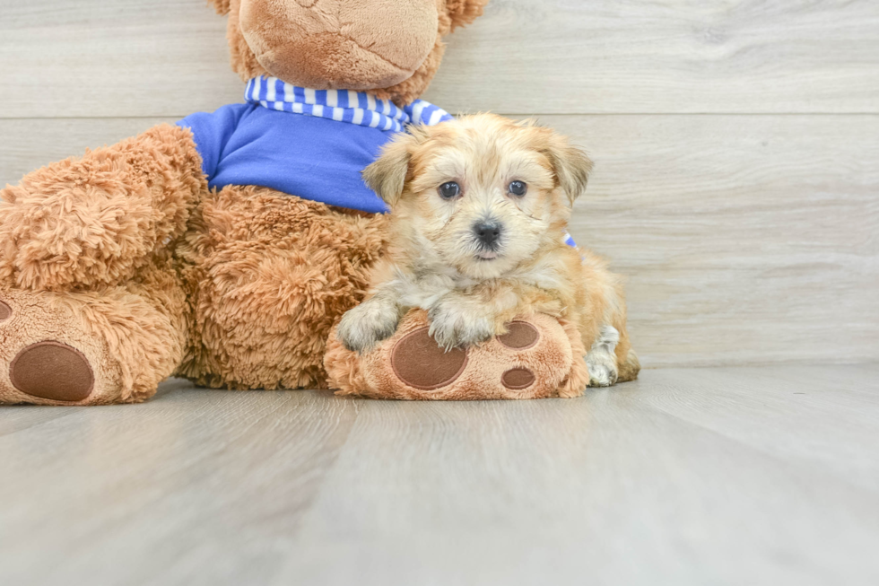 Cute Morkie Baby