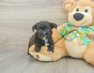 5 week old Morkie Puppy For Sale - Lone Star Pups