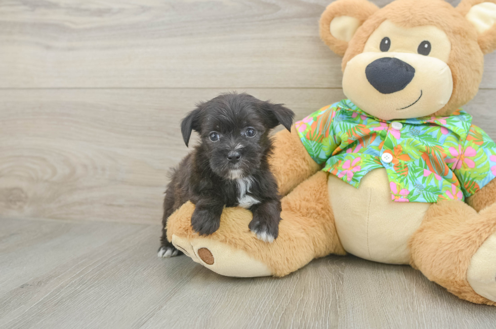 5 week old Morkie Puppy For Sale - Lone Star Pups
