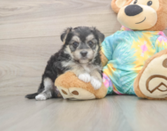 5 week old Morkie Puppy For Sale - Lone Star Pups