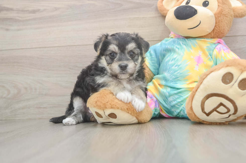 5 week old Morkie Puppy For Sale - Lone Star Pups