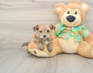5 week old Morkie Puppy For Sale - Lone Star Pups