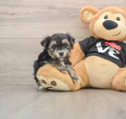 5 week old Morkie Puppy For Sale - Lone Star Pups