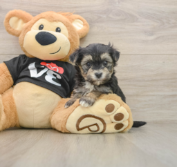 5 week old Morkie Puppy For Sale - Lone Star Pups