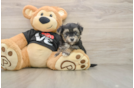 Energetic Malki Designer Puppy
