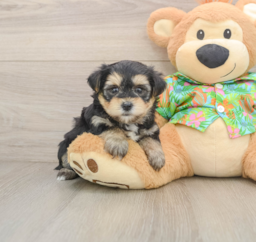 5 week old Morkie Puppy For Sale - Lone Star Pups
