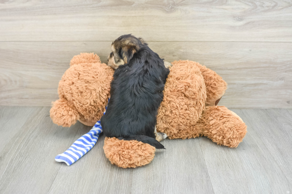 Friendly Morkie Baby