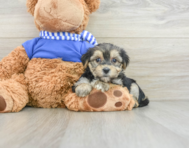 8 week old Morkie Puppy For Sale - Lone Star Pups