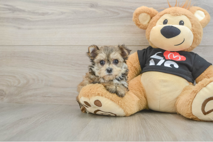 Playful Maltese Yorkie Mix Designer Puppy