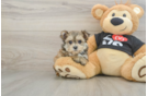Playful Maltese Yorkie Mix Designer Puppy