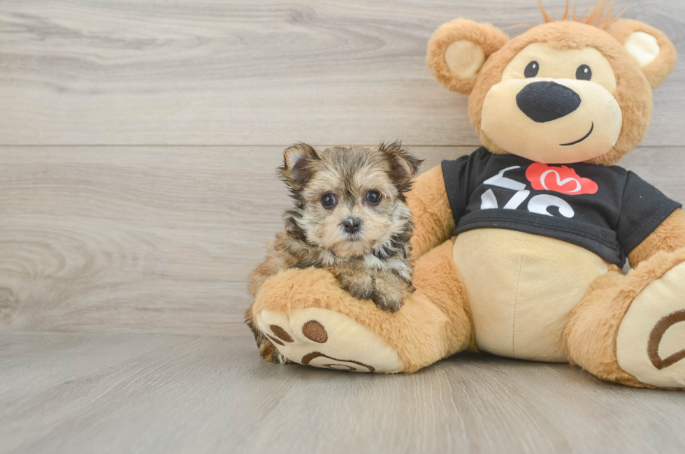 6 week old Morkie Puppy For Sale - Lone Star Pups