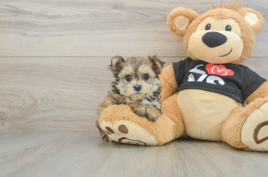 Playful Maltese Yorkie Mix Designer Puppy