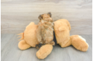 Popular Morkie Designer Pup