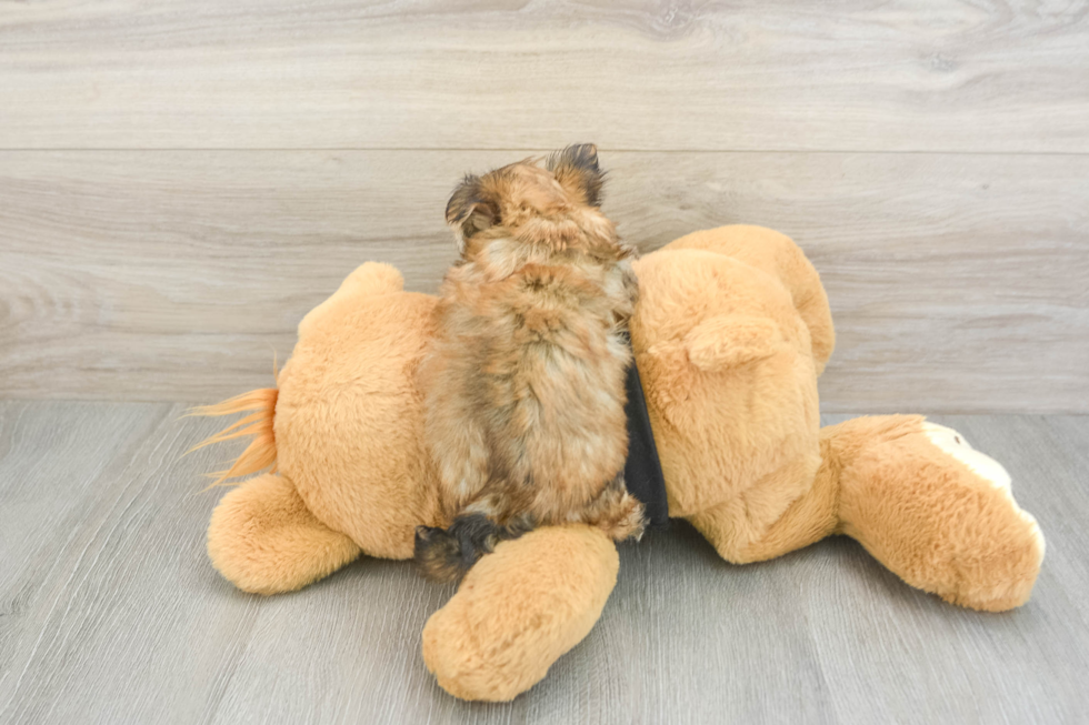 Popular Morkie Designer Pup