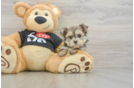 Smart Morkie Designer Pup