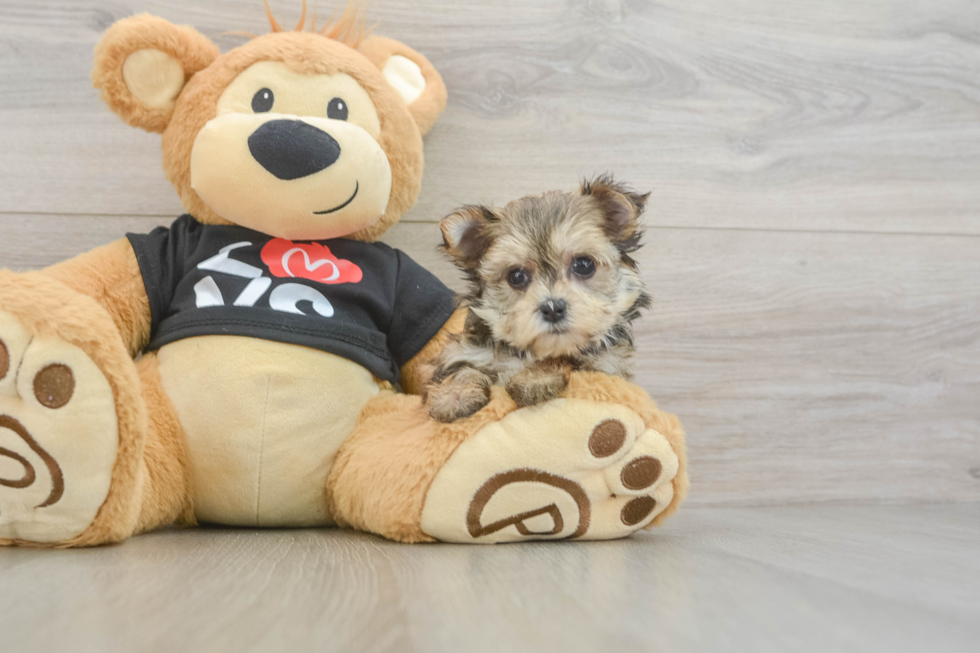 Smart Morkie Designer Pup
