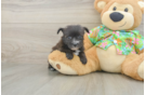Small Morkie Baby