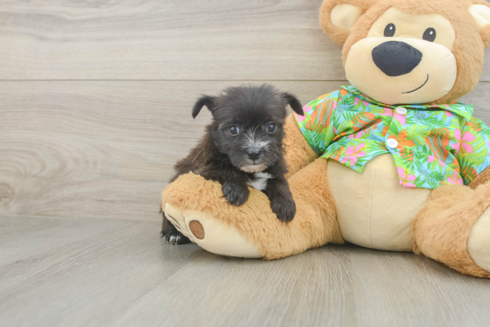Small Morkie Baby