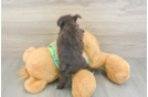 Little Yortese Designer Puppy