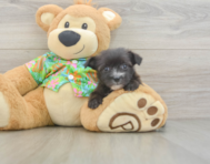 7 week old Morkie Puppy For Sale - Lone Star Pups