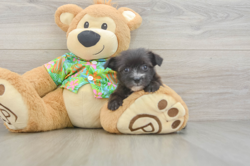 5 week old Morkie Puppy For Sale - Lone Star Pups