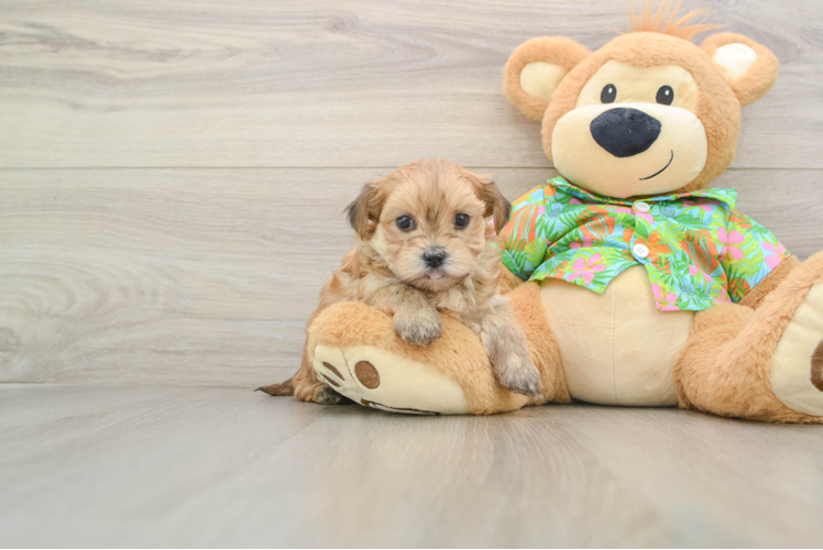 Morkie Pup Being Cute