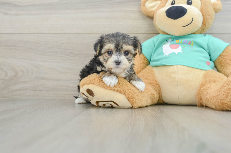 Playful Maltese Yorkie Mix Designer Puppy