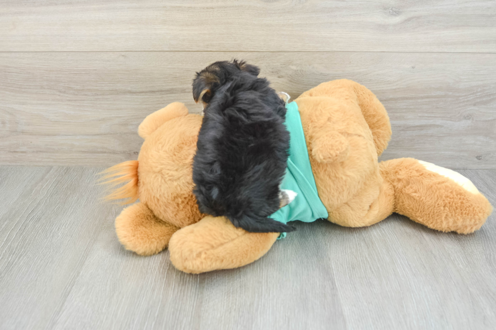 Morkie Pup Being Cute