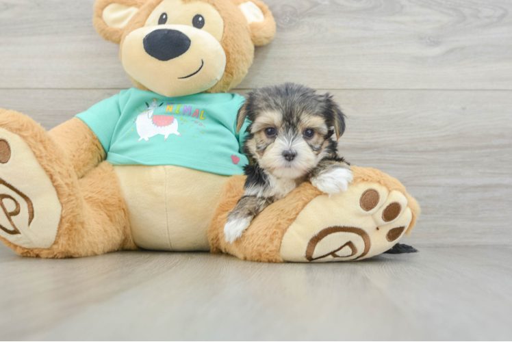 Morkie Pup Being Cute