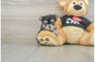 Hypoallergenic Yorktese Designer Puppy