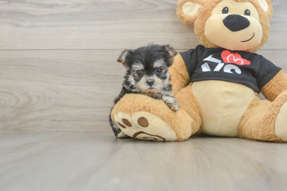Hypoallergenic Yorktese Designer Puppy