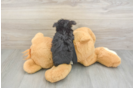 Smart Morkie Designer Pup