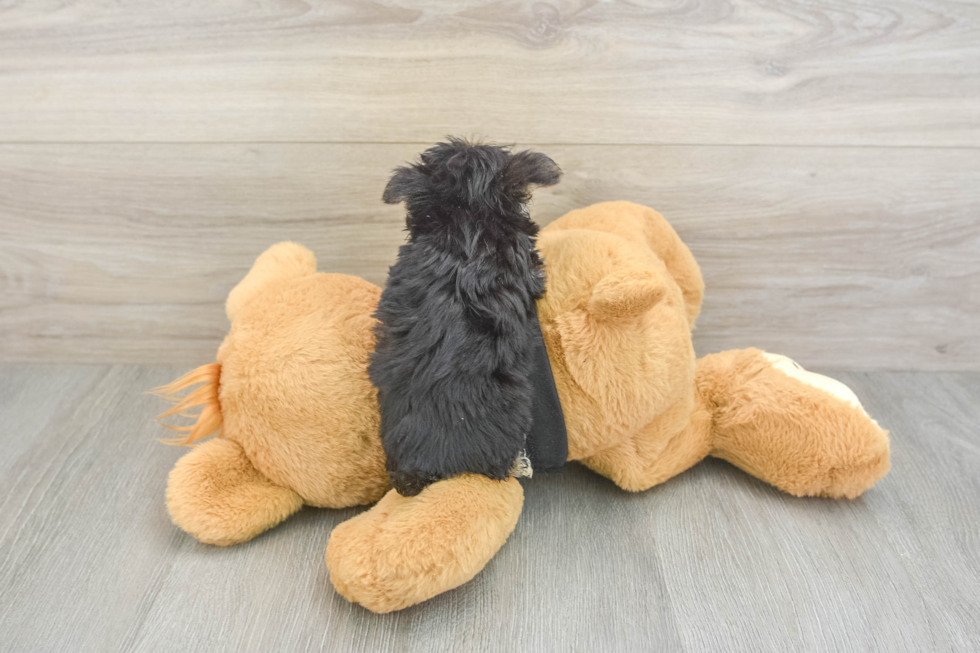Smart Morkie Designer Pup