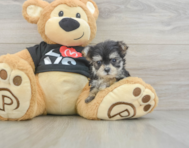 7 week old Morkie Puppy For Sale - Lone Star Pups