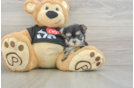 Morkie Pup Being Cute