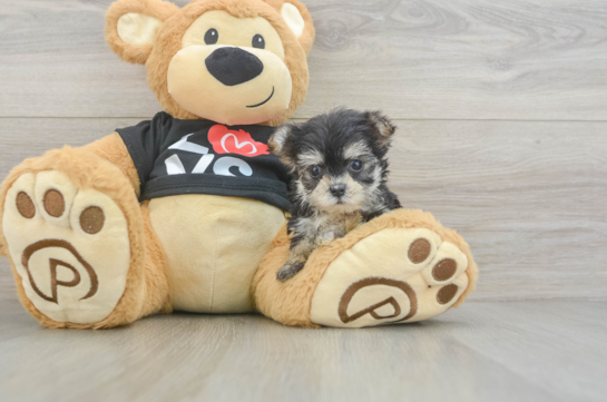 Morkie Pup Being Cute