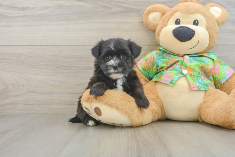 Smart Morkie Designer Pup